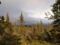 Forest in Lapland wilderness
