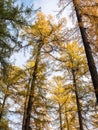 Larch trees in autumn with yellowed needles