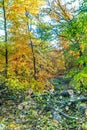 Forest with large beech trees, Fagus sylvatica, during autumn in beautiful warm autumn colours Royalty Free Stock Photo