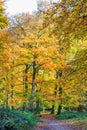 Forest with large beech trees, Fagus sylvatica, during autumn in beautiful warm autumn colours Royalty Free Stock Photo