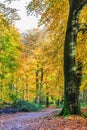 Forest with large beech trees, Fagus sylvatica, during autumn in beautiful warm autumn colours Royalty Free Stock Photo