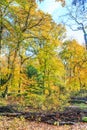 Forest with large beech trees, Fagus sylvatica, during autumn in beautiful warm autumn colours Royalty Free Stock Photo