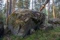 Forest with large moss covered rocks