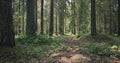 Forest with large pines permeated with sunlight