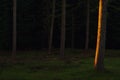 Forest with last rays of sun Royalty Free Stock Photo