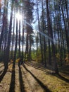 Forest with the last of the sun shining sunrays Royalty Free Stock Photo