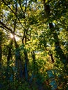 forest with the last of the sun shining through the trees. Royalty Free Stock Photo