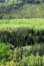 Alaska- Green on Green Forest Layers in Alaska, USA