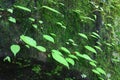 Forest Leaf on Lichen Pattern Royalty Free Stock Photo