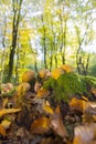 Forest with leaf trees and mushrooms Royalty Free Stock Photo