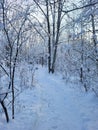 Forest with leafless snow-covered trees under the sunlight in winter Royalty Free Stock Photo