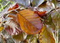 Forest Leafs Autumn Fall Seasonal Walk Royalty Free Stock Photo