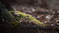 Forest leaves on moss