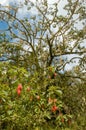 Forest of lichens and flowers at Cirque of Cilaos on La Reunion Island