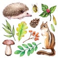 Forest life watercolor set. Illustration on white background with hedgehogs, chipmunk, beetle, mushroom and leaves.