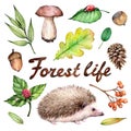 Forest life watercolor set. Illustration on white background with hedgehogs, ladybug, hazelnut, mushroom, acorn and leav Royalty Free Stock Photo