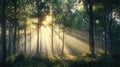 forest light through the trees Royalty Free Stock Photo