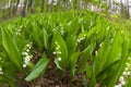 Forest lily of the valley near Kiev Royalty Free Stock Photo