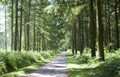 Forest in the Limousin