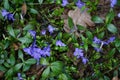 Forest litter with vinca minor flowering, violel flowers and evergreeen leaves. Natural background.