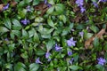 Forest litter with vinca minor flowering, violel flowers and evergreeen leaves. Natural background.