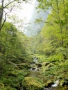 Forest little river water running thru