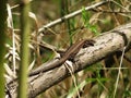 Forest lizard basking Royalty Free Stock Photo