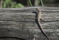 Lizard on the beam Royalty Free Stock Photo