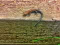 Lonely lizard on wooden surface Royalty Free Stock Photo