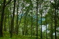 Forest by Loch Lomond