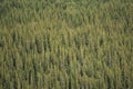 Forest of Lodgepole Pines Royalty Free Stock Photo