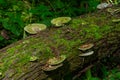 Forest log covered in green moss and mushrooms during daylight hours in a natural setting Royalty Free Stock Photo