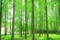 forest with a lot of trees and gree leaves, lawn, sunlight