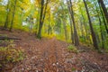 a forest with lots of tall trees and green grass on the ground and a few bushes on the ground Royalty Free Stock Photo