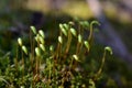 Forest Macro of Pohlia nutans moss with green spore capsules on red stalks