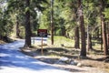 Forest at Mammoth lakes area, USA