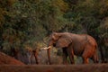 Forest Mana Pools NP, Zimbabwe in Africa. Elephant in the old forest, evening light, sun set. Magic wildlife scene in nature. Royalty Free Stock Photo