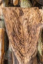 Forest management; Close up of tree cut surface showing tree rings from a park Royalty Free Stock Photo