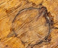 Forest management; Close up of tree cut surface showing tree rings from a park Royalty Free Stock Photo