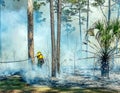 Forest Management in Florida State Parks
