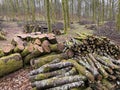 forest management, Forestry work, in a broadleaf forest, Stack of cut tree logs in a Virton forest, Luxembourg, Royalty Free Stock Photo