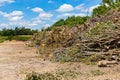 Forest management; A heap of trees from a park