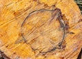 Forest management; Close up of tree cut surface showing tree rings from a park Royalty Free Stock Photo