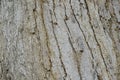 texture detail of the old bark of the forest mango tree Royalty Free Stock Photo