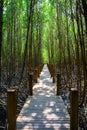 The forest mangrove