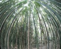 Forest of many bamboo from below Royalty Free Stock Photo