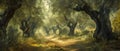 A forest with many old olive trees and a path in the middle Royalty Free Stock Photo