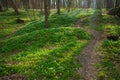 Forest in March springtime season nature green grass meadow and lonely dirt trail for walking and promenade with sun light of Royalty Free Stock Photo