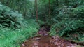 Forest mass with vegetation with a small river and trees with green tones in the forest