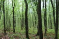 Forest. Massive landscape with spruce forest. March 21. 2024. International Day of Forests.